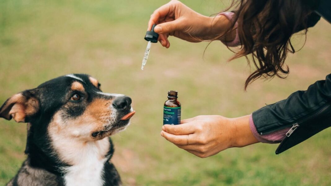 CBD Products For Dogs