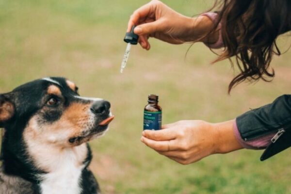 CBD Products For Dogs